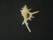 画像1: ブチェティガンゼキボラ(Chicoreus boucheti) 長棘 (1)