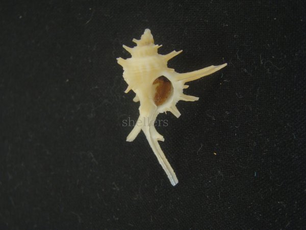 画像1: ブチェティガンゼキボラ(Chicoreus boucheti) 長棘 (1)