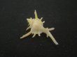 画像2: ブチェティガンゼキボラ(Chicoreus boucheti) 長棘 (2)