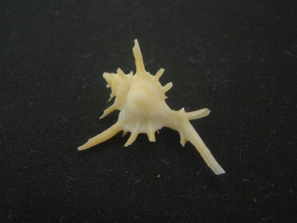 画像2: ブチェティガンゼキボラ(Chicoreus boucheti) 長棘 (2)