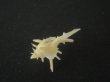 画像3: ブチェティガンゼキボラ(Chicoreus boucheti) 長棘 (3)