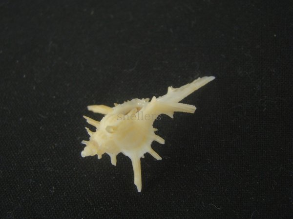 画像3: ブチェティガンゼキボラ(Chicoreus boucheti) 長棘 (3)