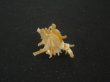 画像2: ブチェティガンゼキボラ(Chicoreus boucheti) 濃色 (2)