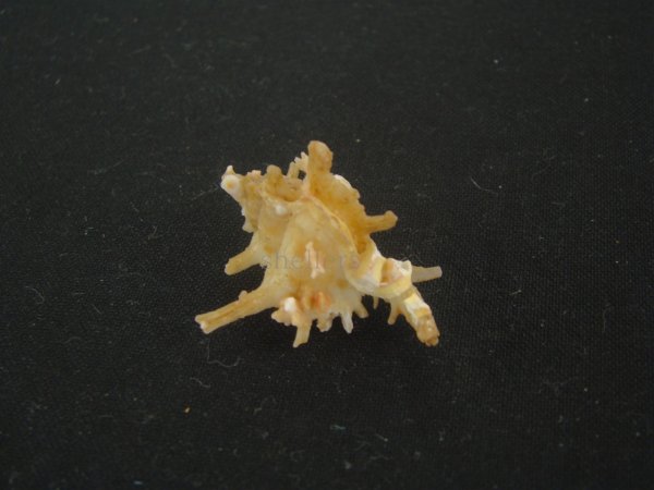 画像2: ブチェティガンゼキボラ(Chicoreus boucheti) 濃色 (2)