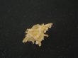 画像3: ブチェティガンゼキボラ(Chicoreus boucheti) 濃色 (3)