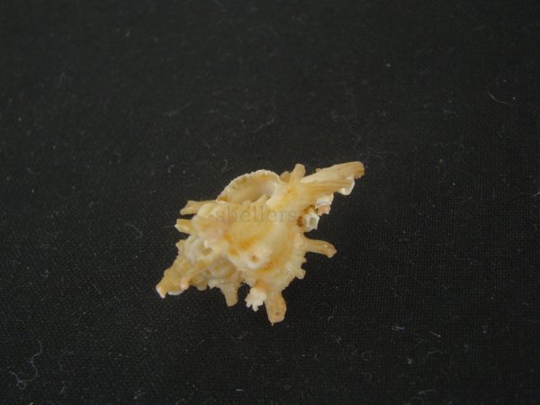 画像3: ブチェティガンゼキボラ(Chicoreus boucheti) 濃色 (3)