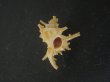 画像1: ブチェティガンゼキボラ(Chicoreus boucheti) 濃色 (1)