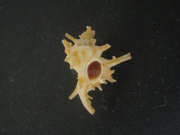 画像1: ブチェティガンゼキボラ(Chicoreus boucheti) 濃色 (1)