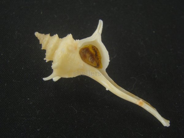 画像1: ヨロケジトゲイトマキボラ(Serratifusus virginiae) (1)