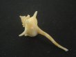 画像2: ヨロケジトゲイトマキボラ(Serratifusus virginiae) (2)