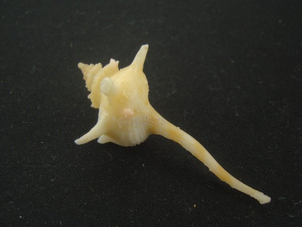 画像2: ヨロケジトゲイトマキボラ(Serratifusus virginiae) (2)