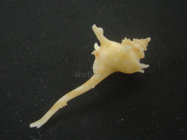 画像3: ヨロケジトゲイトマキボラ(Serratifusus virginiae) (3)