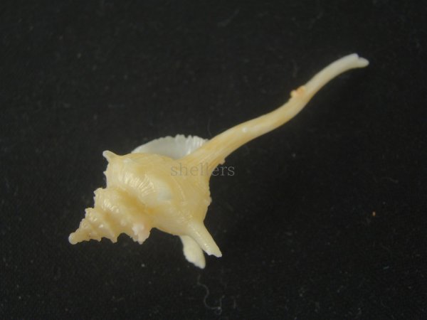 画像4: ヨロケジトゲイトマキボラ(Serratifusus virginiae) (4)