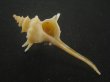 画像1: ヨロケジトゲイトマキボラ(Serratifusus virginiae) 美品 (1)