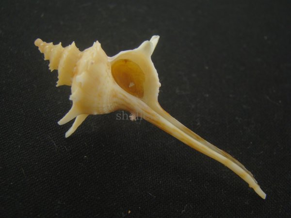 画像1: ヨロケジトゲイトマキボラ(Serratifusus virginiae) 美品 (1)