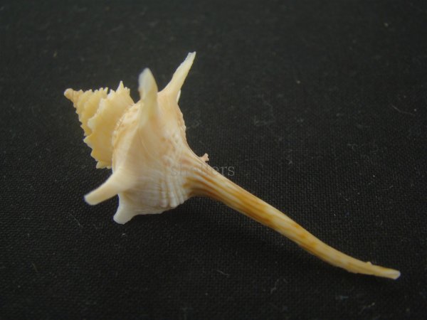 画像2: ヨロケジトゲイトマキボラ(Serratifusus virginiae) 美品 (2)