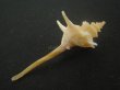 画像3: ヨロケジトゲイトマキボラ(Serratifusus virginiae) 美品 (3)