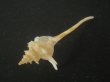 画像4: ヨロケジトゲイトマキボラ(Serratifusus virginiae) 美品 (4)