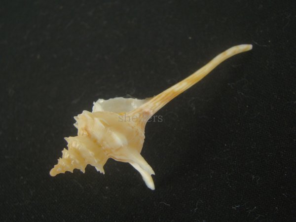 画像4: ヨロケジトゲイトマキボラ(Serratifusus virginiae) 美品 (4)
