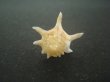 画像5: ヨロケジトゲイトマキボラ(Serratifusus virginiae) 美品 (5)