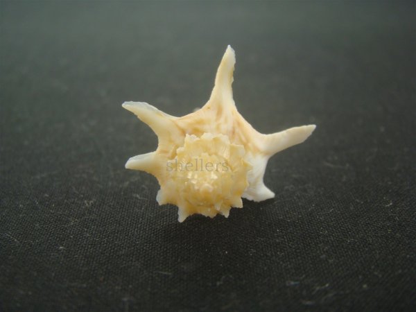 画像5: ヨロケジトゲイトマキボラ(Serratifusus virginiae) 美品 (5)