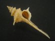 画像1: ヨロケジトゲイトマキボラ(Serratifusus virginiae) 大　多棘 (1)