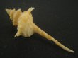 画像2: ヨロケジトゲイトマキボラ(Serratifusus virginiae) 大　多棘 (2)