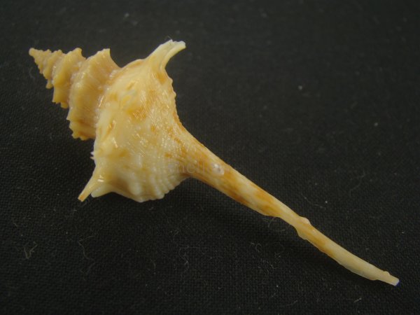 画像2: ヨロケジトゲイトマキボラ(Serratifusus virginiae) 大　多棘 (2)