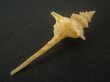 画像3: ヨロケジトゲイトマキボラ(Serratifusus virginiae) 大　多棘 (3)
