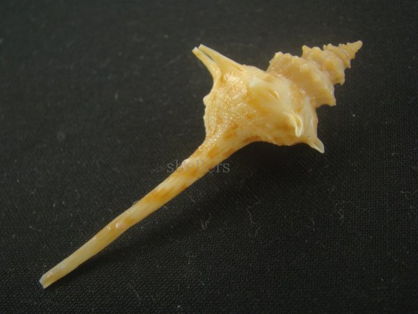 画像3: ヨロケジトゲイトマキボラ(Serratifusus virginiae) 大　多棘 (3)