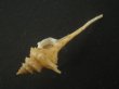 画像4: ヨロケジトゲイトマキボラ(Serratifusus virginiae) 大　多棘 (4)