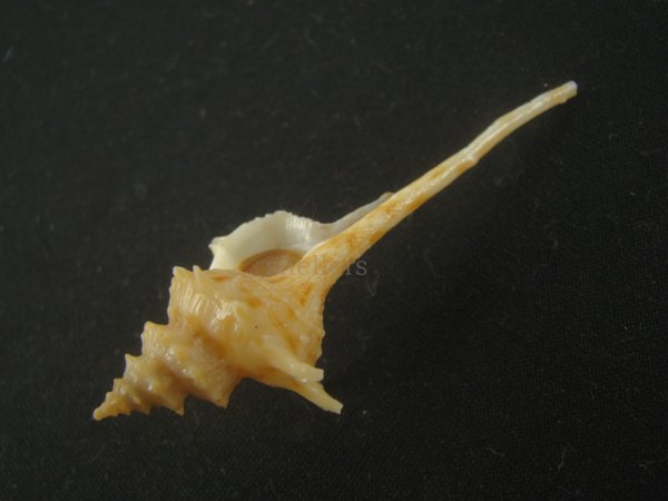 画像4: ヨロケジトゲイトマキボラ(Serratifusus virginiae) 大　多棘 (4)