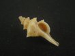 画像1: シマカレドニアイトマキボラ(Serratifusus lineatus) (1)