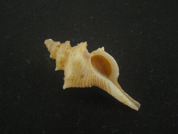 画像1: シマカレドニアイトマキボラ(Serratifusus lineatus) (1)