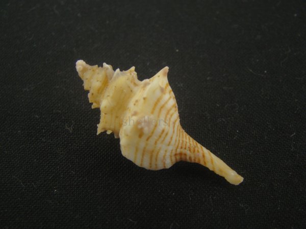 画像2: シマカレドニアイトマキボラ(Serratifusus lineatus) (2)