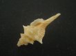 画像3: シマカレドニアイトマキボラ(Serratifusus lineatus) (3)