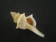 画像1: シマカレドニアイトマキボラ(Serratifusus lineatus) 老成　美品 (1)