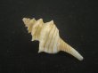 画像2: シマカレドニアイトマキボラ(Serratifusus lineatus) 老成　美品 (2)