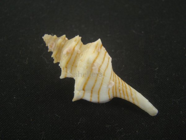 画像2: シマカレドニアイトマキボラ(Serratifusus lineatus) 老成　美品 (2)