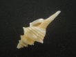 画像3: シマカレドニアイトマキボラ(Serratifusus lineatus) 老成　美品 (3)
