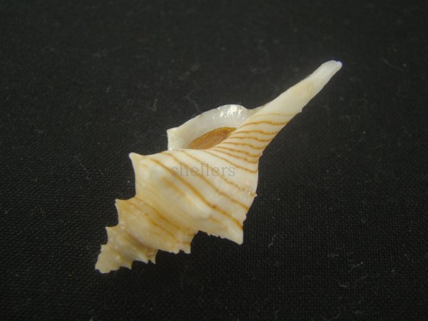 画像3: シマカレドニアイトマキボラ(Serratifusus lineatus) 老成　美品 (3)