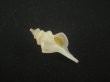 画像1: ハラセウィチイトマキボラ(Serratifusus harasewychi) (1)