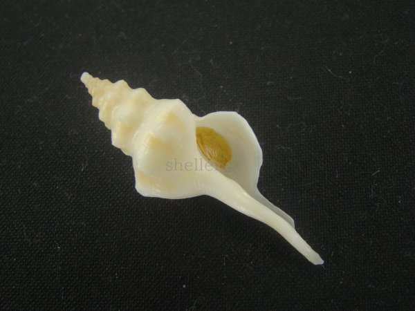 画像1: ハラセウィチイトマキボラ(Serratifusus harasewychi) 大 (1)