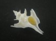 画像1: ヤグルマツノオリイレ(Boreotrophon flos) 難ありだけど特美品 (1)