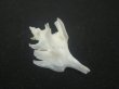 画像2: ヤグルマツノオリイレ(Boreotrophon flos) 難ありだけど特美品 (2)