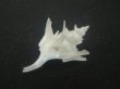 画像3: ヤグルマツノオリイレ(Boreotrophon flos) 難ありだけど特美品 (3)