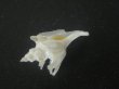 画像4: ヤグルマツノオリイレ(Boreotrophon flos) 難ありだけど特美品 (4)