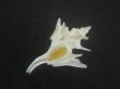 画像5: ヤグルマツノオリイレ(Boreotrophon flos) 難ありだけど特美品 (5)