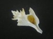 画像1: ヤグルマツノオリイレ(Boreotrophon flos) 美品 (1)