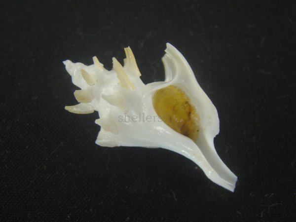 画像1: ヤグルマツノオリイレ(Boreotrophon flos) 美品 (1)
